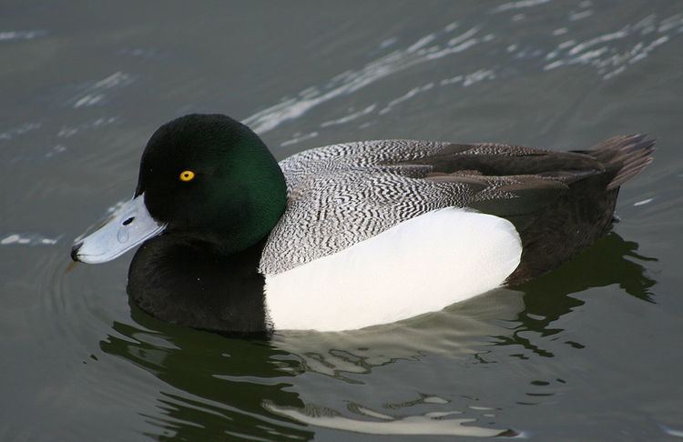 Greater scaup Greater scaup Wikipedia