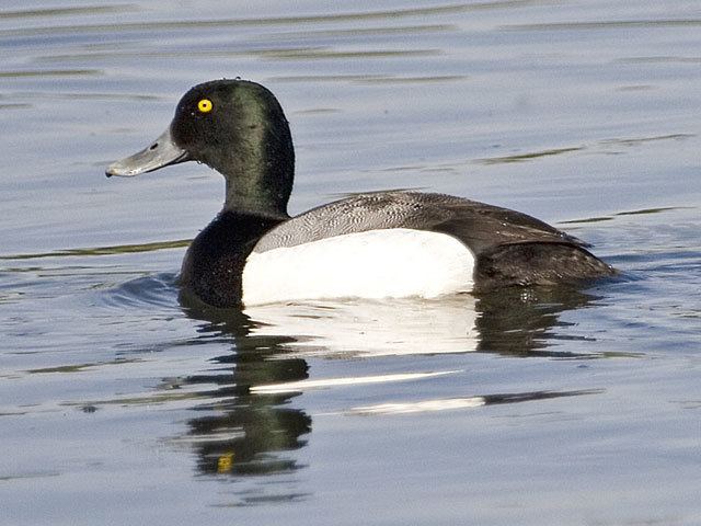 Greater scaup Greater Scaup Flywaysus