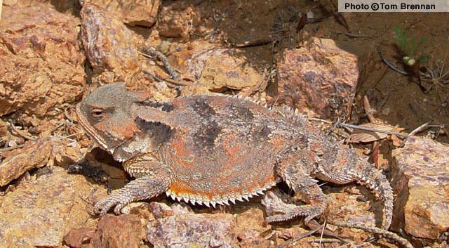 Greater short-horned lizard Greater Shorthorned Lizard Phrynosoma hernandesi Reptiles of