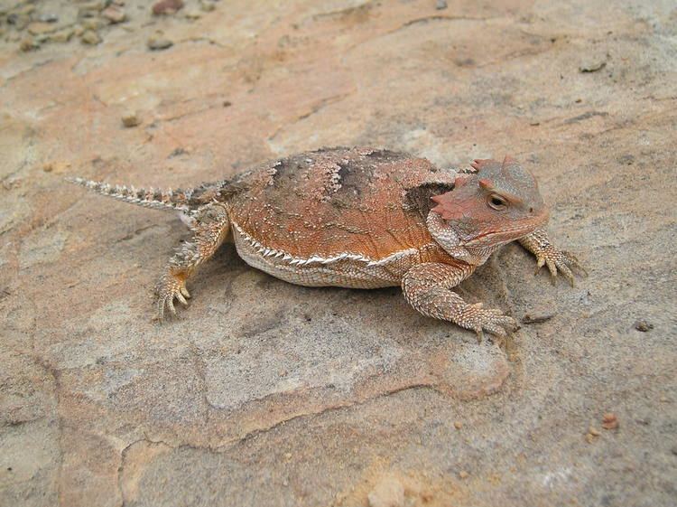 Greater short-horned lizard Greater shorthorned lizard Wikipedia