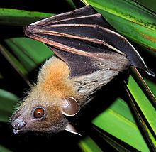Greater short-nosed fruit bat httpsuploadwikimediaorgwikipediacommonsthu