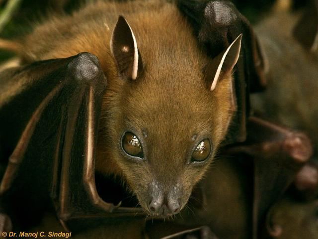 Greater short-nosed fruit bat Greater shortnosed fruit bat Cynopterus sphinx Animalia