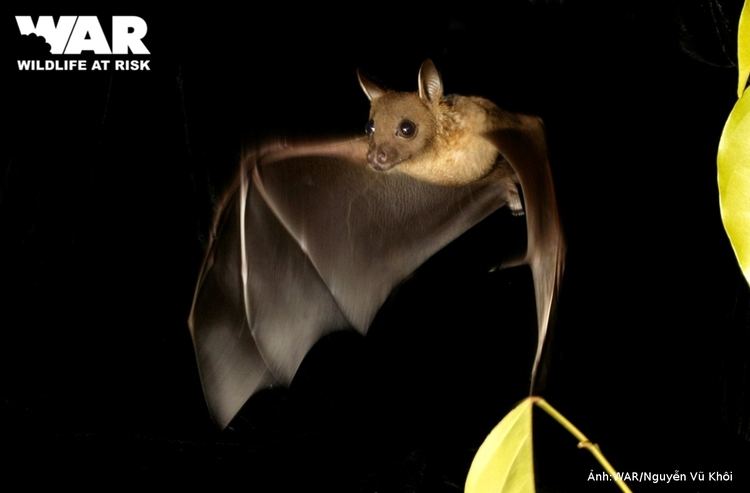 Greater short-nosed fruit bat WILDLIFE AT RISK