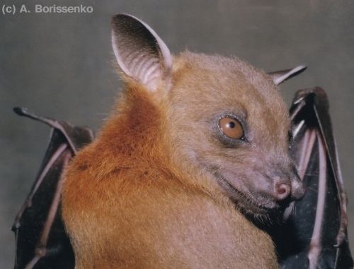 Greater short-nosed fruit bat Cynopterus sphinx Indian shortnosed fruit bat
