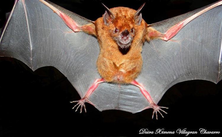 Greater spear-nosed bat Phyllostomus hastatus Greater Spearnosed Bat Daira Ximena