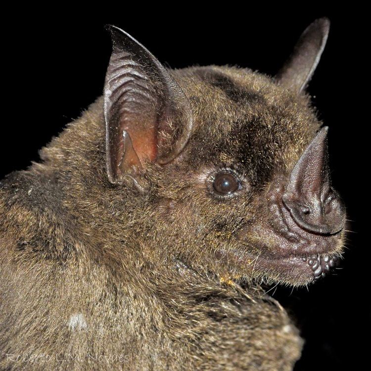 Greater spear-nosed bat The Greater Spearnosed Bat Phyllostomus hastatus uses its nose to
