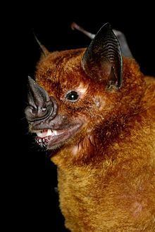 Greater spear-nosed bat httpsuploadwikimediaorgwikipediacommonsthu