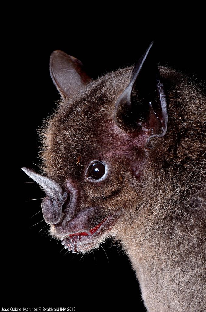 Greater spear-nosed bat Lancero gigante Greater spearnosed bat Phyllostomus has Flickr
