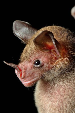 Greater spear-nosed bat Greater spearnosed bat Phyllostomus hastatus Kaieteur News