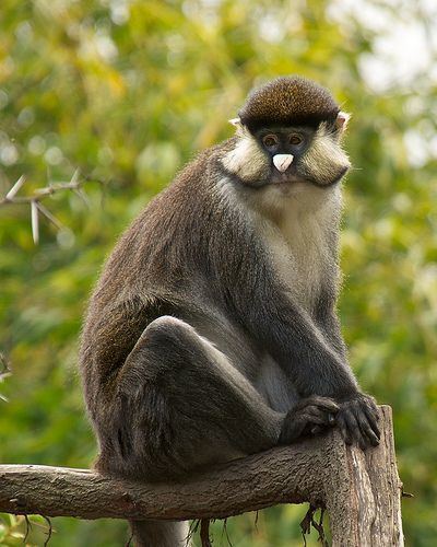 Greater spot-nosed monkey Greater spotnosed monkey Cercopithecus nictitans Old World