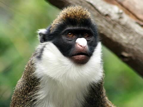 Greater spot-nosed monkey Lesser Spotnosed Monkey Cercopithecus petaurista petauris Flickr