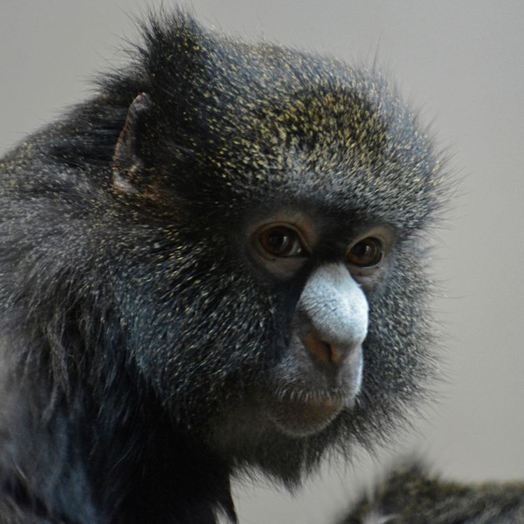 Greater spot-nosed monkey Greater Spotnosed Monkey Grote witneusmeerkat Cercopithe Flickr