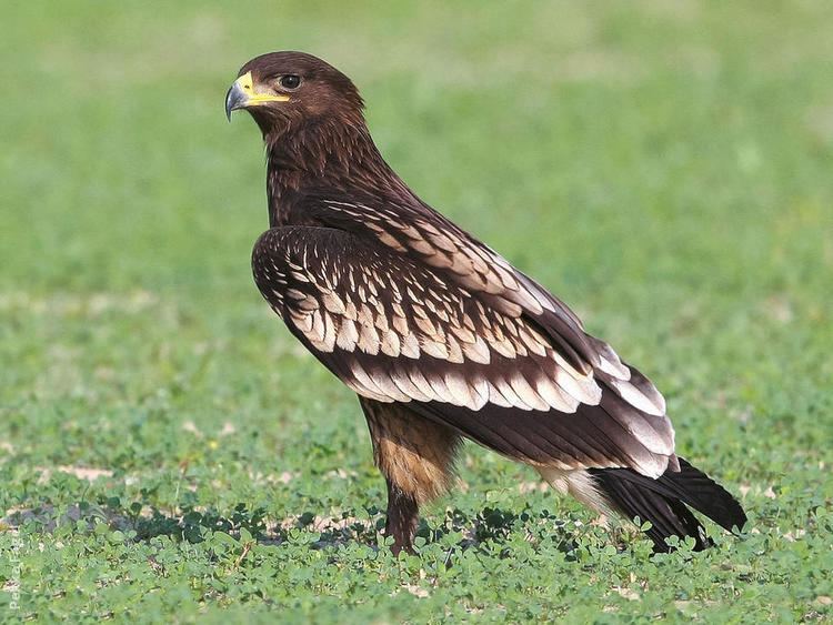 Greater spotted eagle Greater Spotted Eagle KuwaitBirdsorg