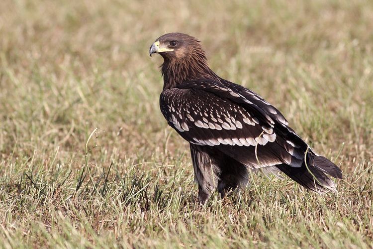 Greater spotted eagle Greater Spotted Eagle Aquila clanga VU Focusing on Wildlife