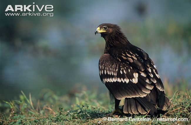 Greater spotted eagle Greater spotted eagle videos photos and facts Aquila clanga ARKive