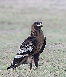Greater spotted eagle httpsuploadwikimediaorgwikipediacommonsthu