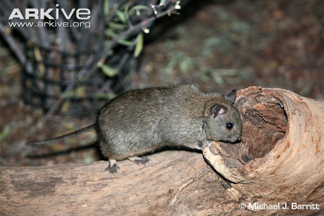 Greater stick-nest rat Greater sticknest rat videos photos and facts Leporillus