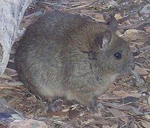Greater stick-nest rat Greater sticknest rat Wikipedia