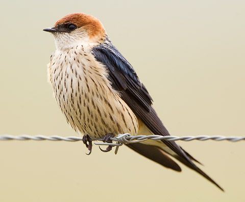 Greater striped swallow Pinterest The world39s catalog of ideas