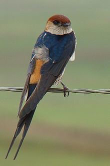 Greater striped swallow httpsuploadwikimediaorgwikipediacommonsthu