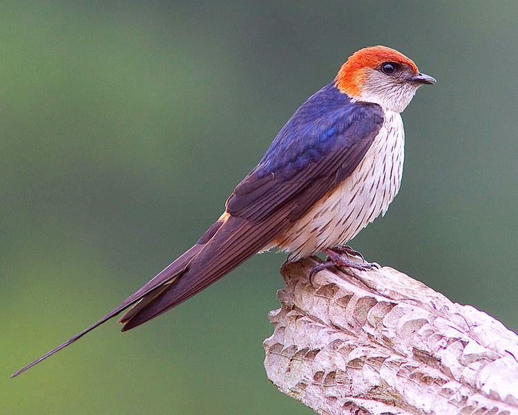 Greater striped swallow Andorinhaestriadagrande Greater striped swallow Flickr