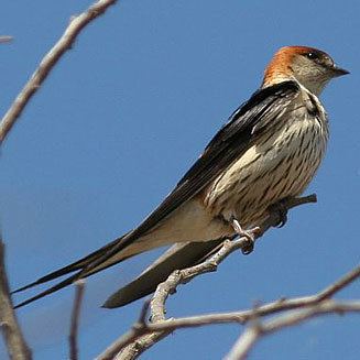 Greater striped swallow 7093greaterstriped327wjpg