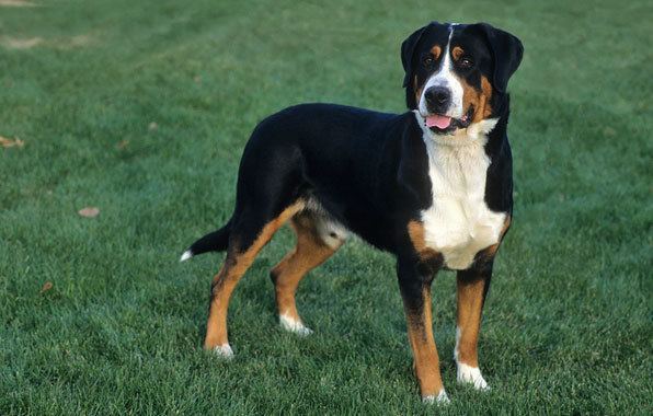 Greater Swiss Mountain Dog Greater Swiss Mountain Dog Breed Information