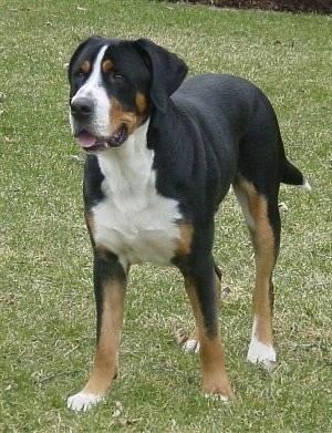 Greater Swiss Mountain Dog Greater Swiss Mountain Dog Breed Information and Pictures