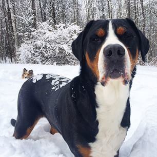 Greater Swiss Mountain Dog httpsscontentcdninstagramcomhphotosxfa1t51