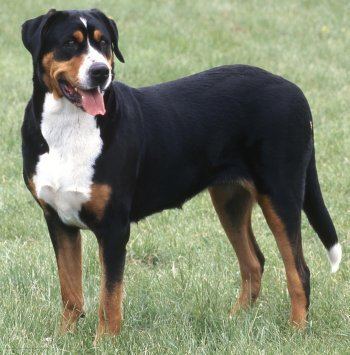 Greater Swiss Mountain Dog Greater Swiss Mountain Dogs What39s Good and Bad About 39Em