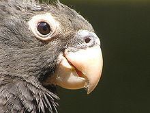 Greater vasa parrot httpsuploadwikimediaorgwikipediacommonsthu