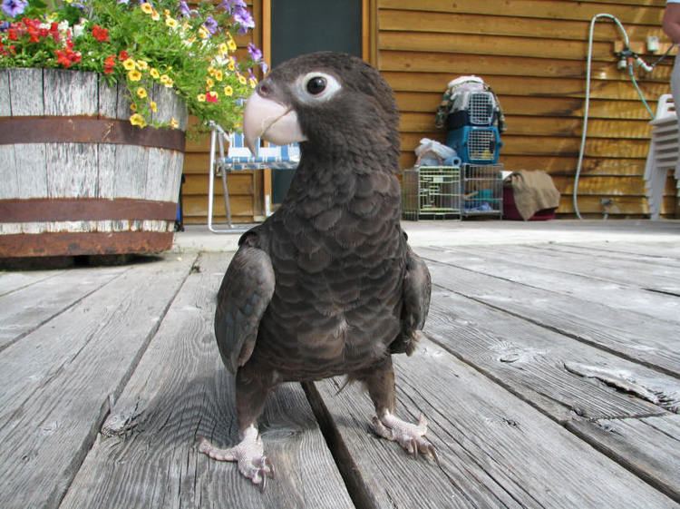 Greater vasa parrot Greater Vasa Parrots Use Grinding Tools To Get Calcium