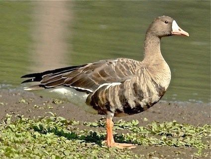 Greater white-fronted goose Greater Whitefronted Goose Identification All About Birds