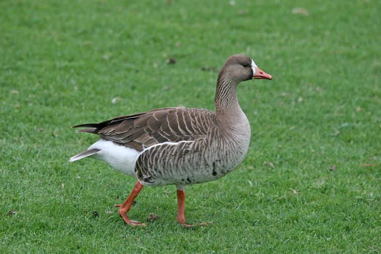 Greater white-fronted goose Greater Whitefronted Goose Anser albifrons