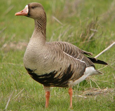 Greater white-fronted goose Greater Whitefronted Goose Outdoor Alabama
