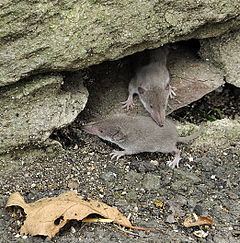 Greater white-toothed shrew httpsuploadwikimediaorgwikipediacommonsthu