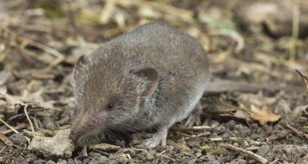 Greater white-toothed shrew Access Science The taming of the greater whitetoothed shrew is