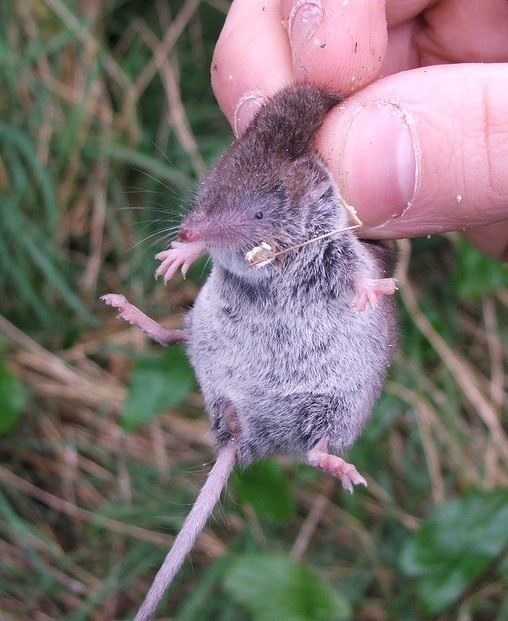 Greater white-toothed shrew New shrew species discovered in Ireland