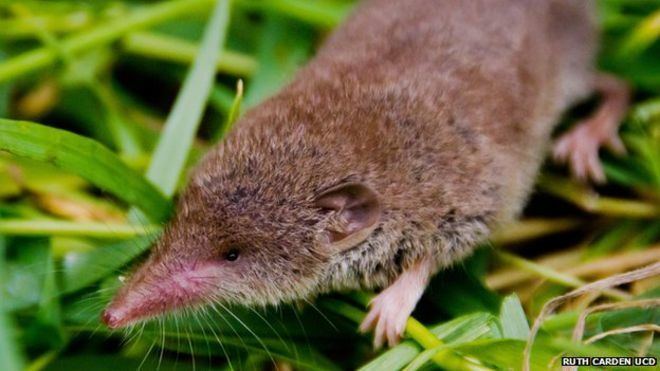 Greater white-toothed shrew Greater whitetoothed shrew spreads across Ireland BBC News