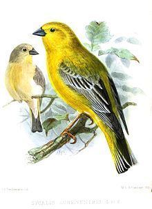 Greater yellow finch httpsuploadwikimediaorgwikipediacommonsthu