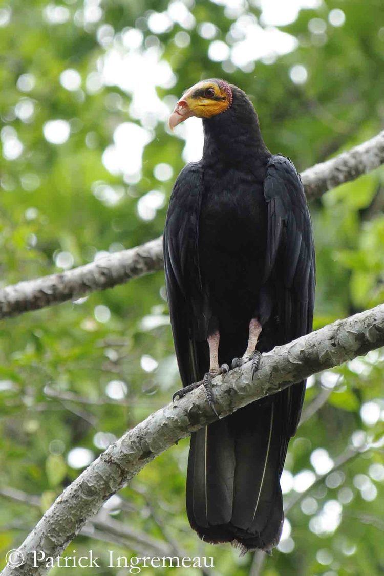 Greater yellow-headed vulture Greater Yellowheaded Vulture