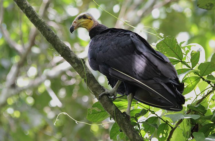 Greater yellow-headed vulture Greater yellowheaded vulture