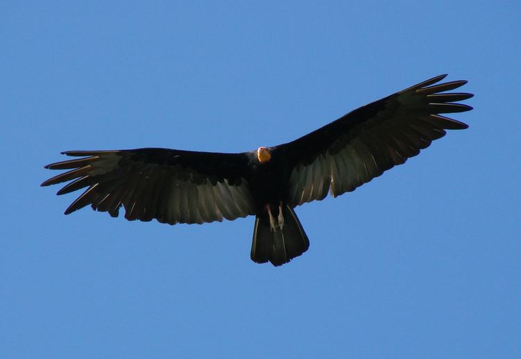 Greater yellow-headed vulture Greater yellowheaded vulture Wikipedia