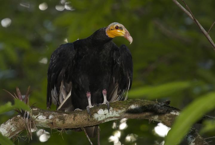 Greater yellow-headed vulture Greater Yellowheaded Vulture Cathartes melambrotus videos photos