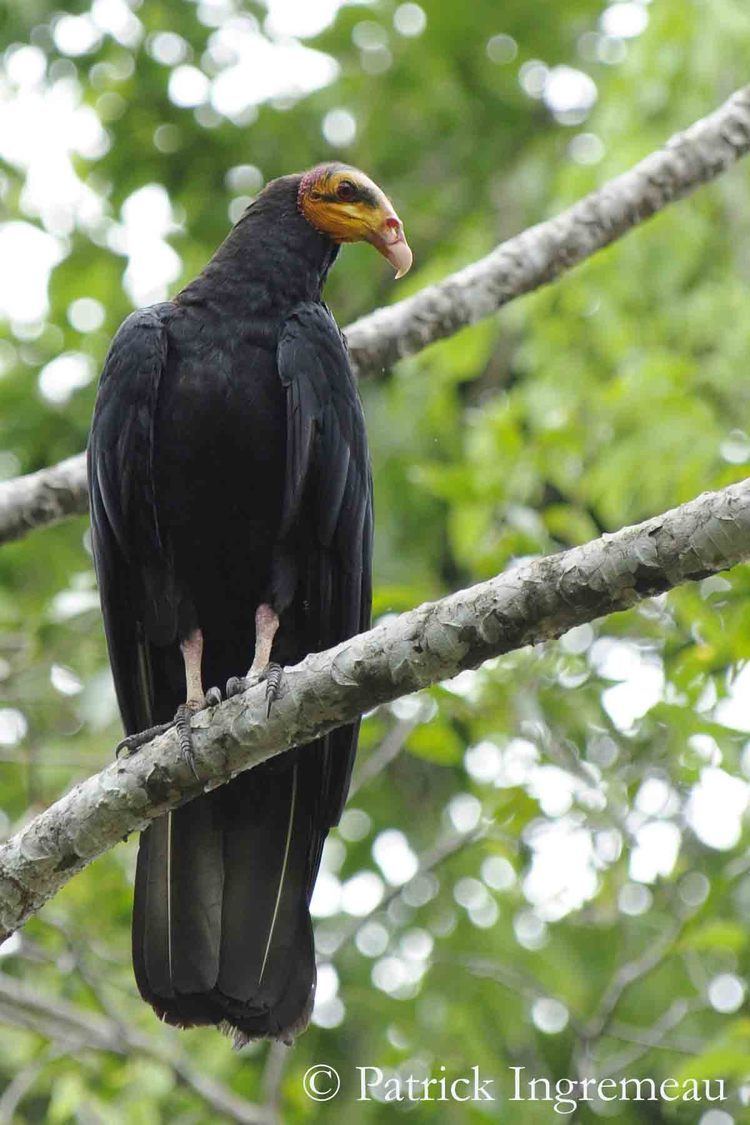 Greater yellow-headed vulture wwwoiseauxbirdscomciconiiformescathartidesgr