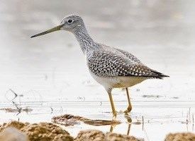 Greater yellowlegs Greater Yellowlegs Identification All About Birds Cornell Lab of