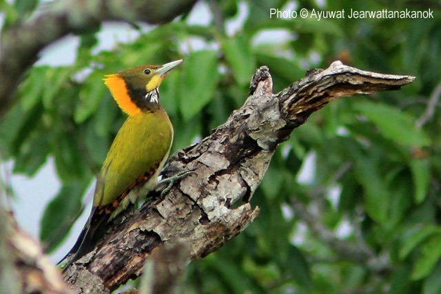 Greater yellownape Oriental Bird Club Image Database Greater Yellownape Picus