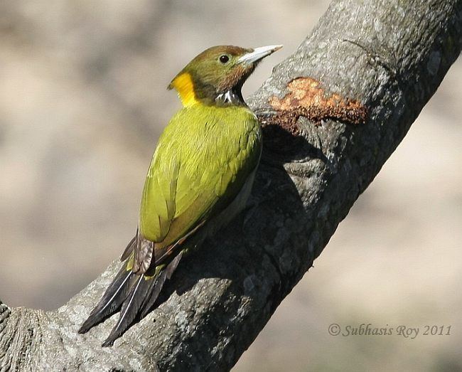 Greater yellownape Oriental Bird Club Image Database Greater Yellownape Picus
