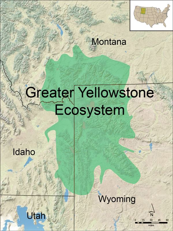 Greater Yellowstone Ecosystem wwwantiquityacukprojgalllee325imagesfigure1