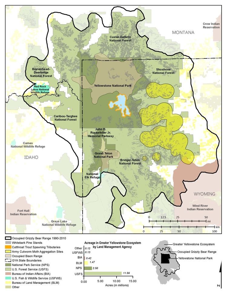 Greater Yellowstone Ecosystem Grizzly Bears Ultimate Omnivores of the Greater Yellowstone